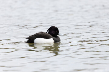 A male tufted duck also known as tufted pochard swims in a pond. Its scientific name is Aythya fuligula.