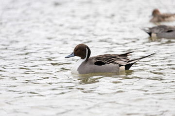 A male pintail duck swims in a pond. Its scientific name is Anas acuta.