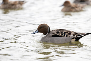 A male pintail duck swims in a pond. Its scientific name is Anas acuta.