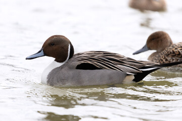 Male and female pintail ducks swimming in a pond. The scientific name is Anas acuta.