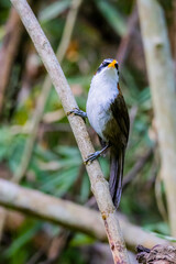 The White-browed Scimitar Babbler on a branch