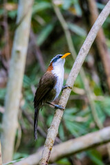 The White-browed Scimitar Babbler on a branch