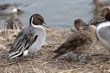 Difference between female and male pintail ducks. Its scientific name is Anas acuta. The male is on the left in the photo.