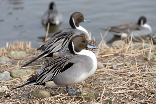 A male pintail duck. The scientific name is Anas acuta.
