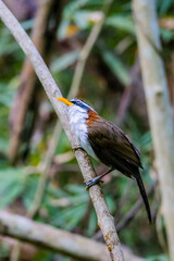 The White-browed Scimitar Babbler on a branch