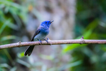 The Black-naped Monarch on a branch in nature