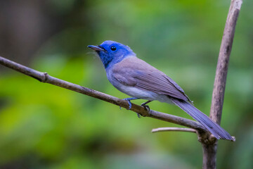 The Black-naped Monarch on a branch in nature