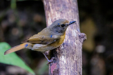 The Tickell's Blue Flycatcher on a branch in nature