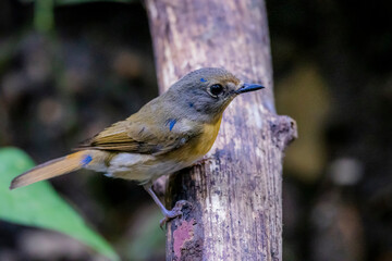 The Tickell's Blue Flycatcher on a branch in nature