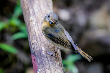 The Tickell's Blue Flycatcher on a branch in nature