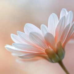 Fototapeta premium A delicate pink flower with soft petals against a blurred background.