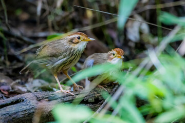 The Puff-throated Babbler on ground