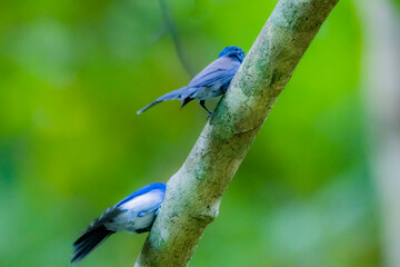 The Black-naped Monarch on a branch in nature