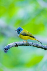 The Grey-headed Canary-flycatcher on a branch in nature