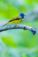 The Grey-headed Canary-flycatcher on a branch in nature