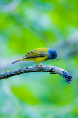 The Grey-headed Canary-flycatcher on a branch in nature