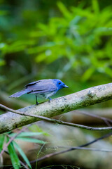 The Black-naped Monarch on a branch in nature