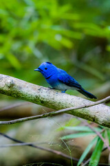 The Black-naped Monarch on a branch in nature