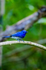 The Black-naped Monarch on a branch in nature