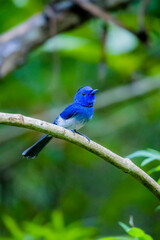 The Black-naped Monarch on a branch in nature