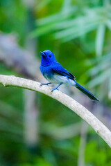 The Black-naped Monarch on a branch in nature