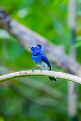 The Black-naped Monarch on a branch in nature