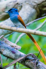 The Asian Paradise – flycatcher on a branch
