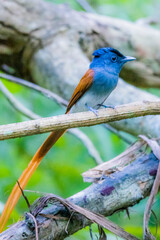 The Asian Paradise – flycatcher on a branch