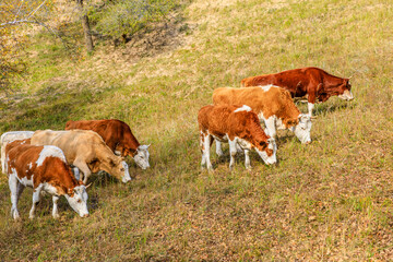 Cows grazing in meadow. Beautiful grassland pasture nature landscape in Inner Mongolia, China....