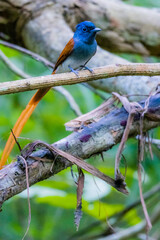 The Asian Paradise – flycatcher on a branch