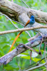 The Asian Paradise – flycatcher on a branch