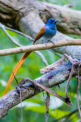 The Asian Paradise – flycatcher on a branch