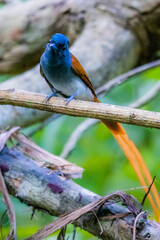 The Asian Paradise – flycatcher on a branch