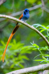 The Asian Paradise – flycatcher on a branch