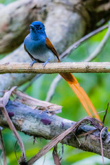 The Asian Paradise – flycatcher on a branch