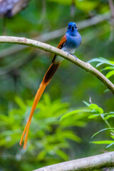 The Asian Paradise – flycatcher on a branch