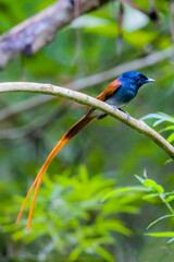 The Asian Paradise – flycatcher on a branch