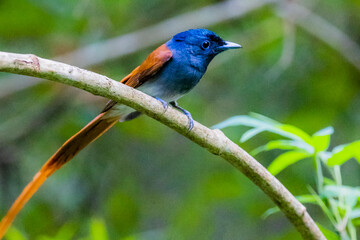 The Asian Paradise – flycatcher on a branch