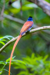 The Asian Paradise – flycatcher on a branch