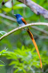 The Asian Paradise – flycatcher on a branch
