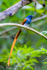 The Asian Paradise – flycatcher on a branch