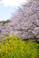Spring cherry blossoms and rape blossoms, Tokyo, Japan, vertical / 春の桜と菜の花　東京　日本　縦長