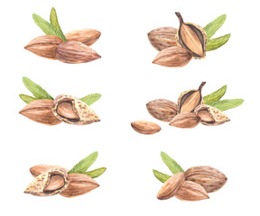 Almond nuts, peeled and in the nutshell stone fruit with leaves. Watercolor vegan snacks, food set. Hand drawn closeup Illustration for vegetarian label, menu, cosmetic. Clipart on isolated background