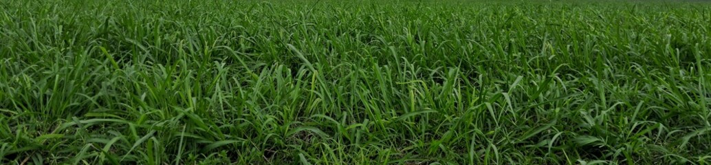 The expanse of green weed grass for background