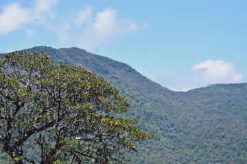 landscape with blue sky and trees