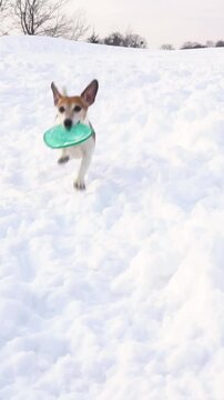 Active dog playfully runs down a snowy hill holding a blue disk toy in its teeth.  funny jumping high over high snowdrifts. active pet enjoying winter weather.  Slow motion vertical video footage