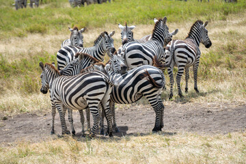 Fototapeta premium Simiyu is an administrative region of Tanzania. It was created in March 2012, being until then part of the Shinyanga Region. Its capital is the city of Bariadi.