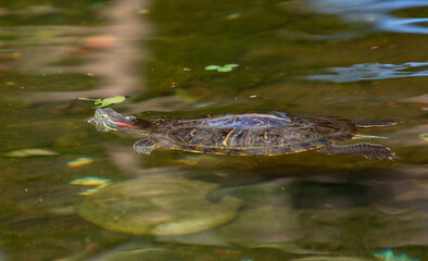 A red-eared turtle swims in a pond, basking in the sun.