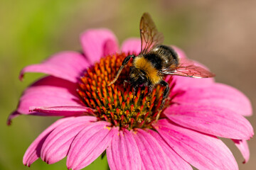 Bumblebee on echinacea flower, pollination of plant, nature summer.