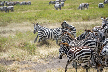 Simiyu is an administrative region of Tanzania. It was created in March 2012, being until then part of the Shinyanga Region. Its capital is the city of Bariadi.